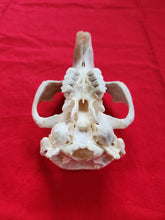 Load image into Gallery viewer, XXXL Beaver Skull - Upper Skull Only - BVS1044
