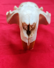 Load image into Gallery viewer, XXXL Beaver Skull - Upper Skull Only - BVS1044
