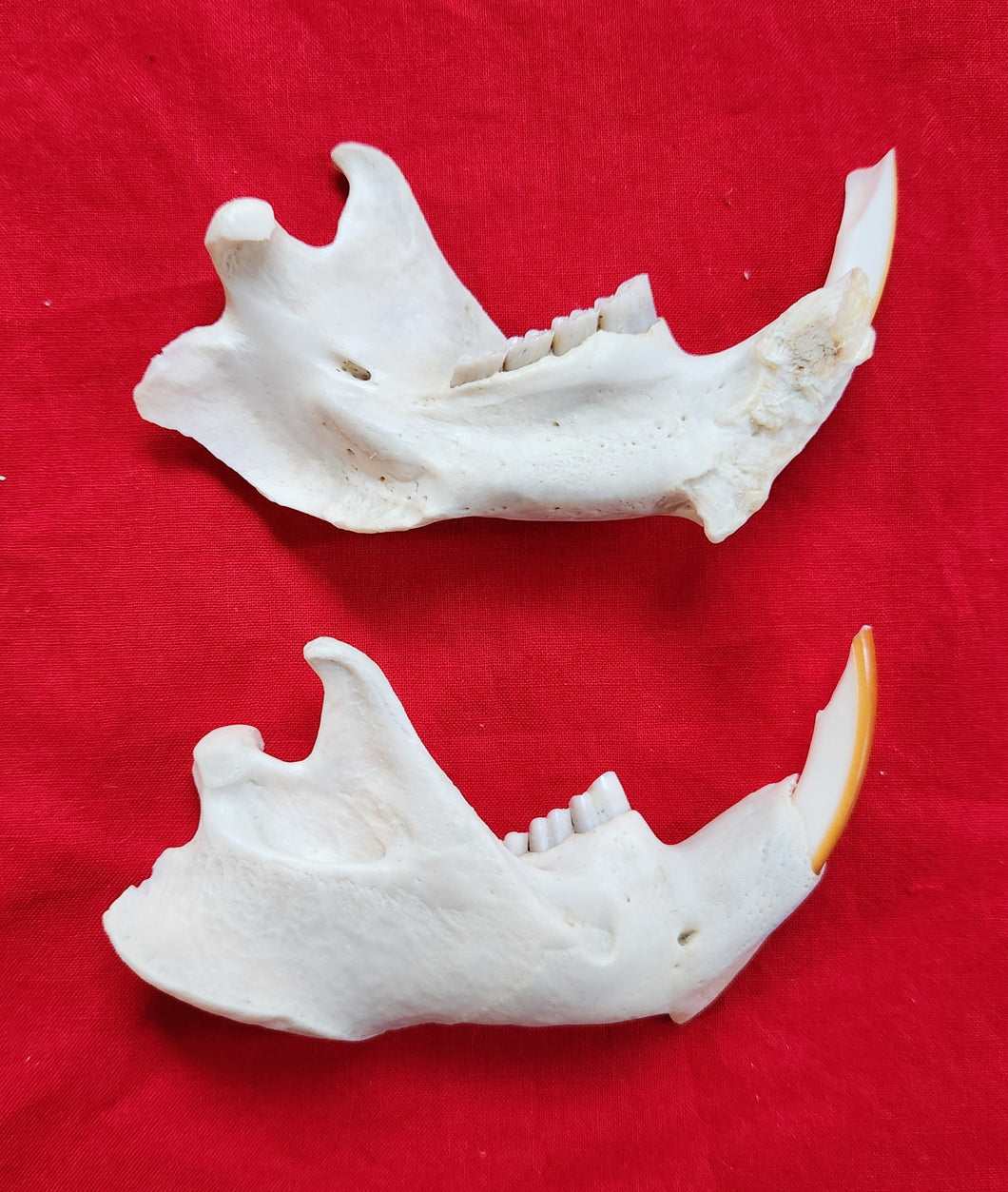 Beaver Lower Jaws