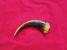 Load image into Gallery viewer, Grizzly Bear Claw - Simulated
