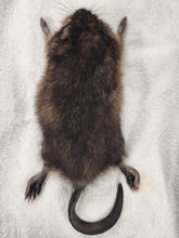 Load image into Gallery viewer, Muskrat - Wet Specimen
