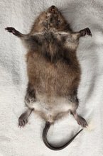 Load image into Gallery viewer, Muskrat - Wet Specimen
