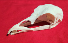 Load image into Gallery viewer, Wild Turkey Skull
