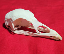 Load image into Gallery viewer, Wild Turkey Skull
