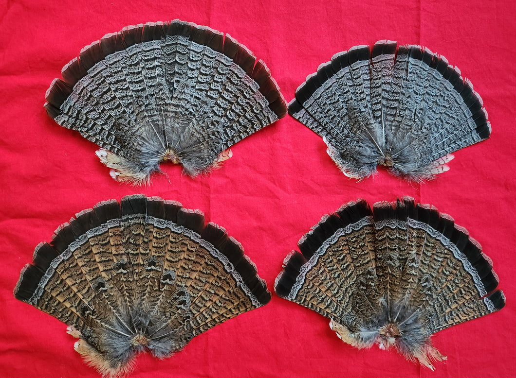 Ruffed Grouse Tails