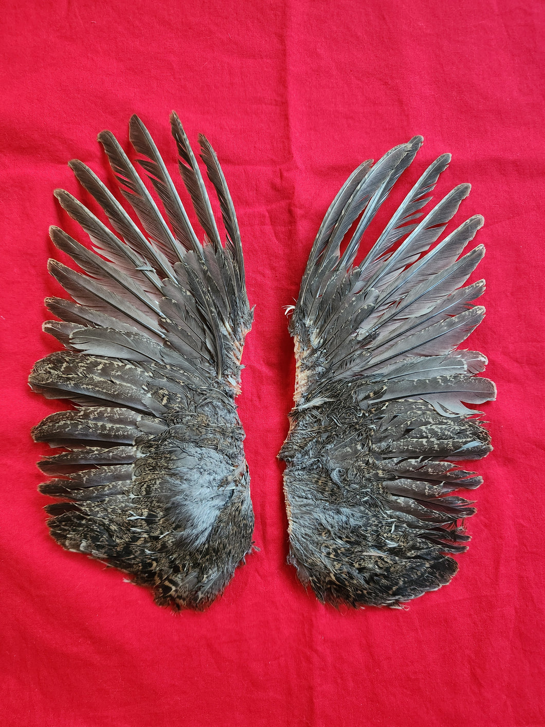 Dusky (Blue) Grouse Wings