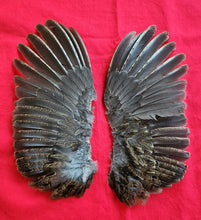 Load image into Gallery viewer, Ruffed Grouse Wings
