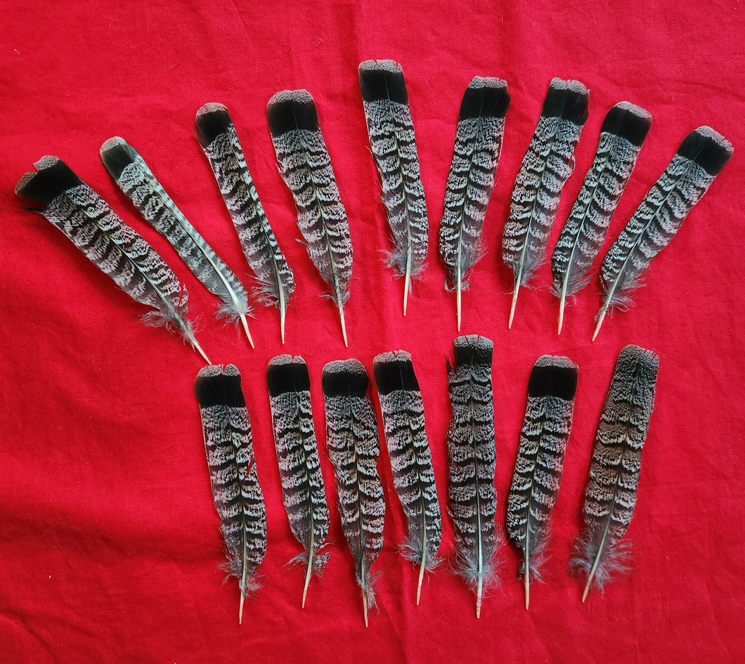 Ruffed Grouse Tail Feathers