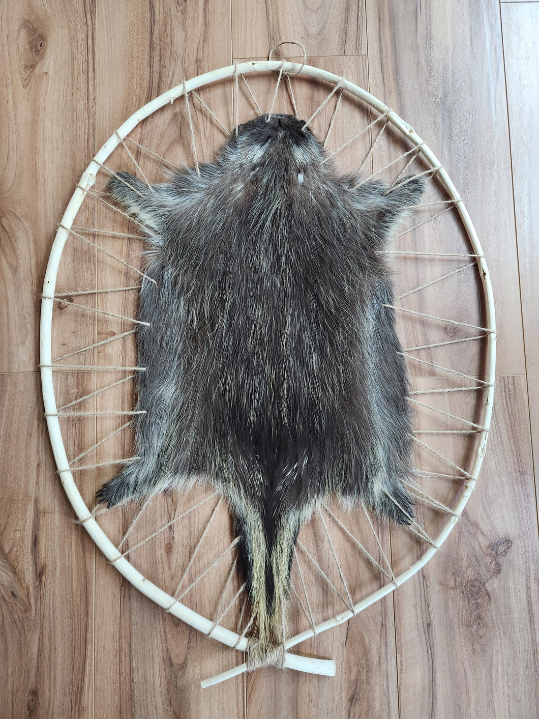 Hooped Porcupine