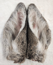 Load image into Gallery viewer, Whitetail Deer Ears - Wet Specimens
