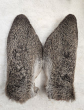 Load image into Gallery viewer, Whitetail Deer Ears - Wet Specimens
