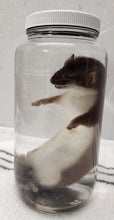 Load image into Gallery viewer, Ermine (Short-Tailed Weasel) - Wet Specimen
