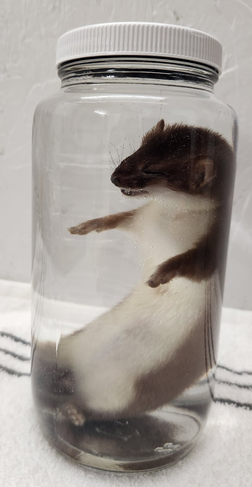 Ermine (Short-Tailed Weasel) - Wet Specimen