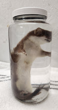 Load image into Gallery viewer, Ermine (Short-Tailed Weasel) - Wet Specimen
