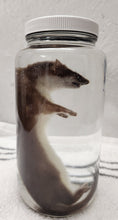 Load image into Gallery viewer, Ermine (Short-Tailed Weasel) - Wet Specimen
