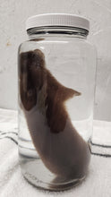 Load image into Gallery viewer, Ermine (Short-Tailed Weasel) - Wet Specimen
