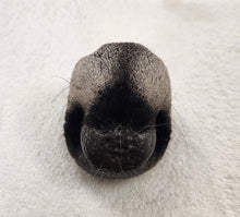 Load image into Gallery viewer, Whitetail Deer Nose - Wet Specimen
