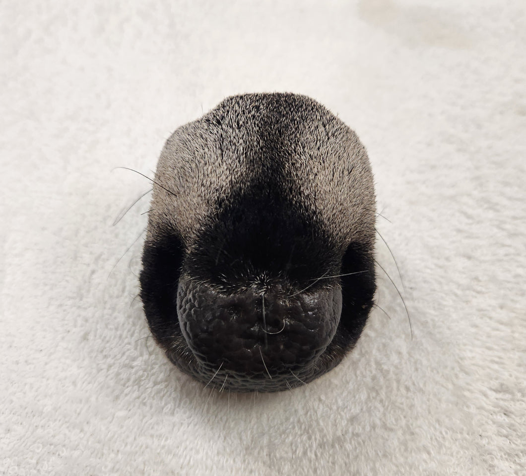 Whitetail Deer Nose - Wet Specimen