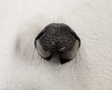 Load image into Gallery viewer, Whitetail Deer Nose - Wet Specimen
