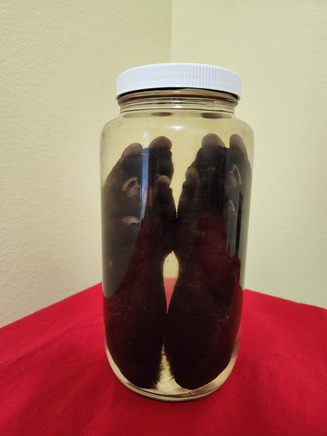 Animal Feet/Paws - Wet Specimens