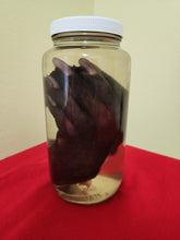 Load image into Gallery viewer, Animal Feet/Paws - Wet Specimens
