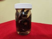 Load image into Gallery viewer, Animal Feet/Paws - Wet Specimens
