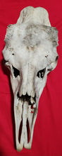 Load image into Gallery viewer, Bull Moose Skull - Nature Cleaned - CMS1002
