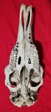 Load image into Gallery viewer, Bull Moose Skull - Nature Cleaned - CMS1002
