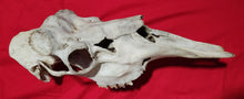 Load image into Gallery viewer, Bull Moose Skull - Nature Cleaned - CMS1002
