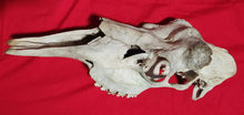 Load image into Gallery viewer, Bull Moose Skull - Nature Cleaned - CMS1002
