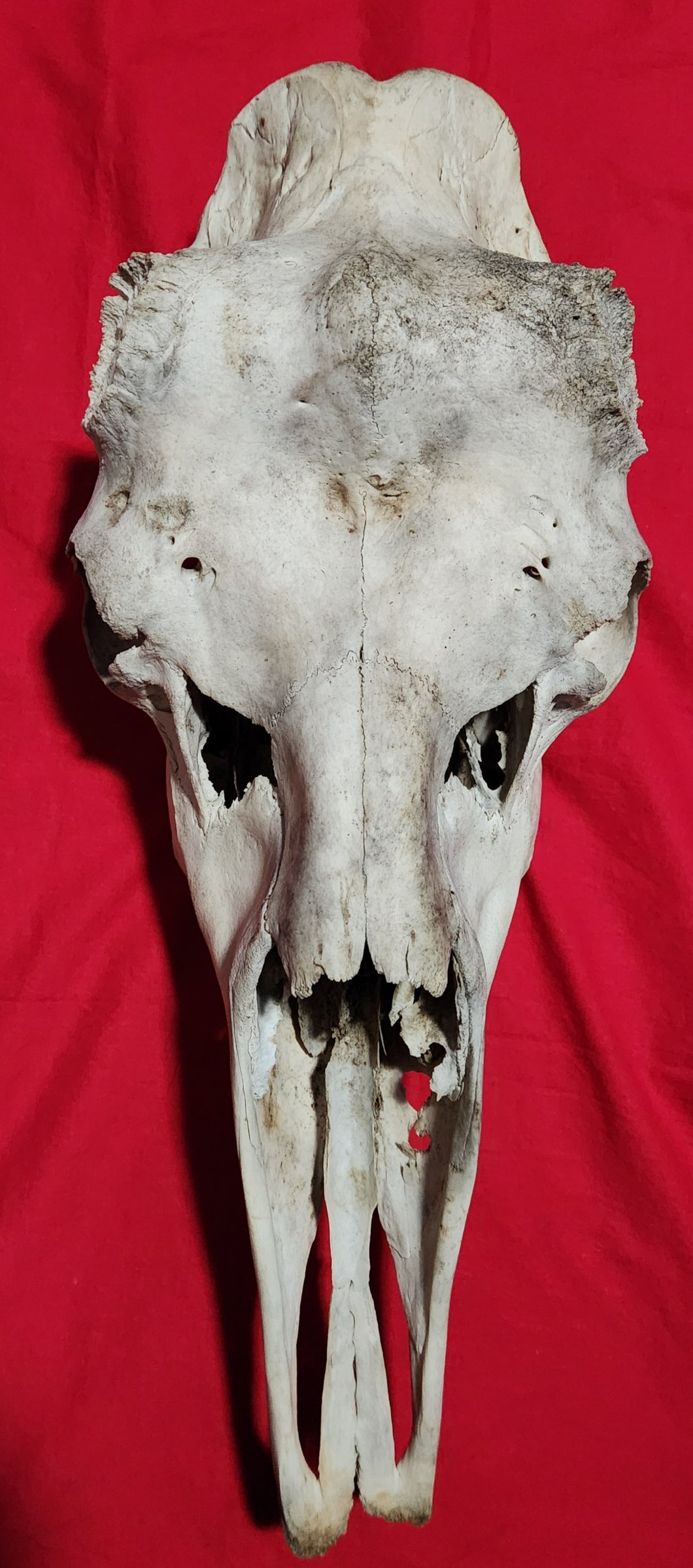 Bull Moose Skull - Nature Cleaned - CMS1002