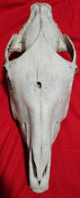 Load image into Gallery viewer, Horse Skull - Nature Cleaned - HRS1001
