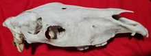 Load image into Gallery viewer, Horse Skull - Nature Cleaned - HRS1001
