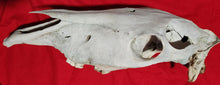 Load image into Gallery viewer, Horse Skull - Nature Cleaned - HRS1001
