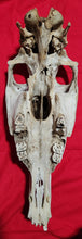 Load image into Gallery viewer, Horse Skull - Nature Cleaned - HRS1001
