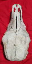 Load image into Gallery viewer, Beef (Cow) Skull - BES1003
