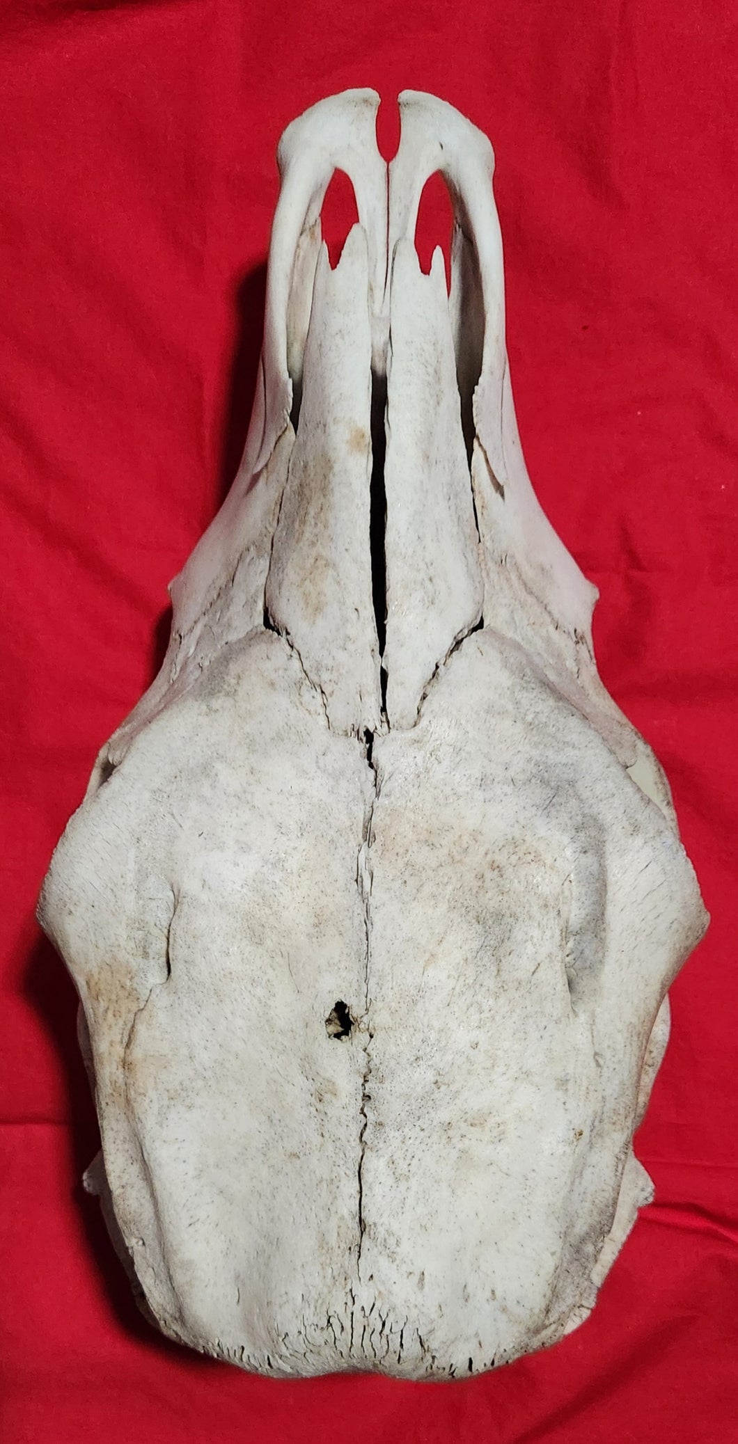 Beef (Cow) Skull - BES1003