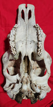 Load image into Gallery viewer, Beef (Cow) Skull - BES1003
