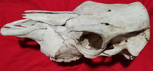 Load image into Gallery viewer, Beef (Cow) Skull - BES1003
