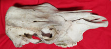 Load image into Gallery viewer, Beef (Cow) Skull - BES1003
