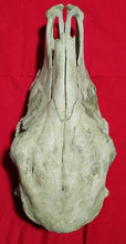 Load image into Gallery viewer, Beef (Cow) Skull - BES1004
