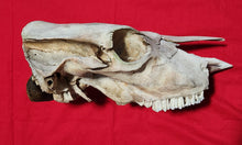 Load image into Gallery viewer, Beef (Cow) Skull - BES1005
