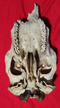 Load image into Gallery viewer, Beef (Cow) Skull - BES1005
