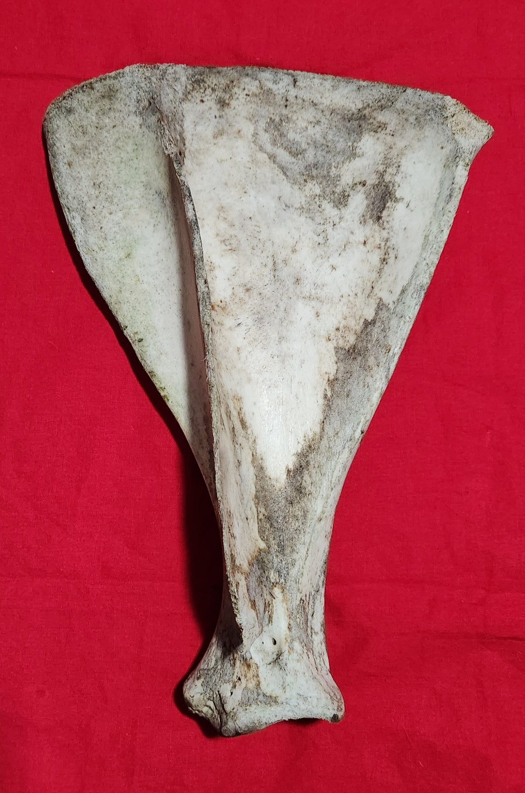 Elk Scapulas - Shoulder Blades