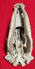 Load image into Gallery viewer, Beef (Cow) Skull - BES1004
