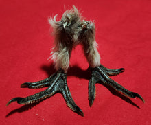 Load image into Gallery viewer, Forest Grouse Feet
