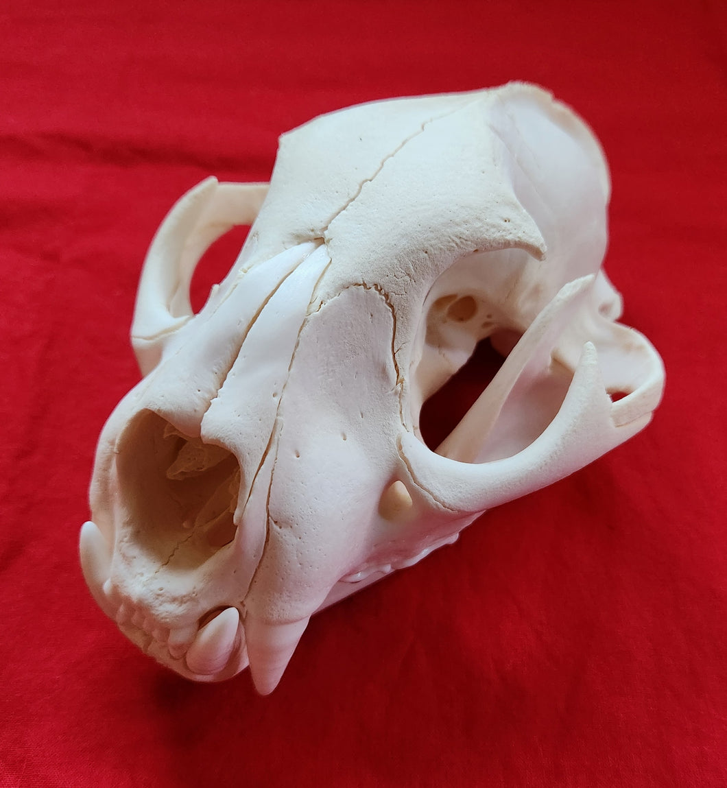 XXXXL Mountain Lion Skull - MLS1012