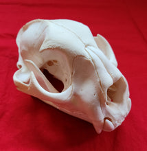 Load image into Gallery viewer, XXXXL Mountain Lion Skull - MLS1012
