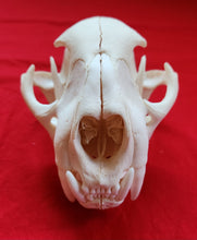 Load image into Gallery viewer, XXXXL Mountain Lion Skull - MLS1012
