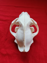 Load image into Gallery viewer, XXXXL Mountain Lion Skull - MLS1012
